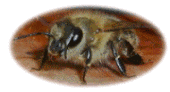 ニホンミツバチ